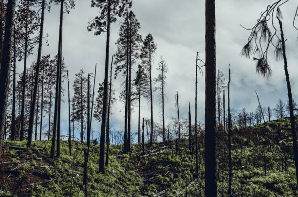istock Trunks of trees in a burnt forest under the gloomy sky, cool for background 1463710304