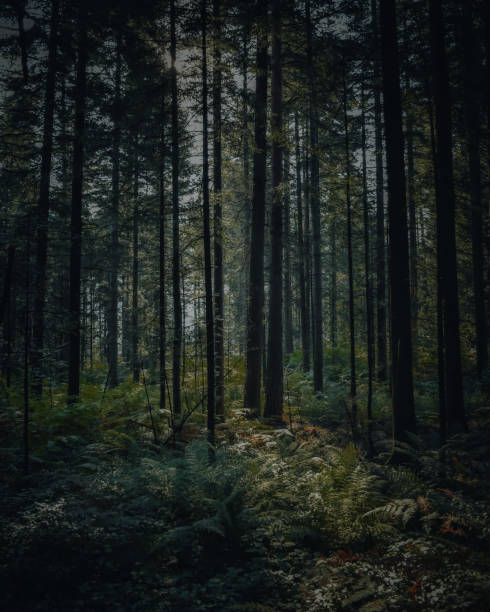 istock Vertical shot of tall thin trees in a forest without sunlight 1463710316