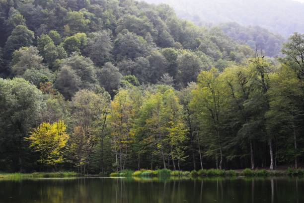 istock Aerial view of lake surrounded by dense trees 1463711066
