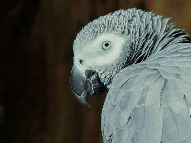 istock Closeup shot of a grey parrot (Psittacus erithacus) 1463713385
