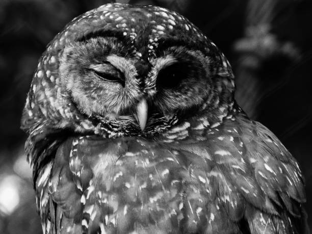 istock Grayscale shot of an owl 1463713404