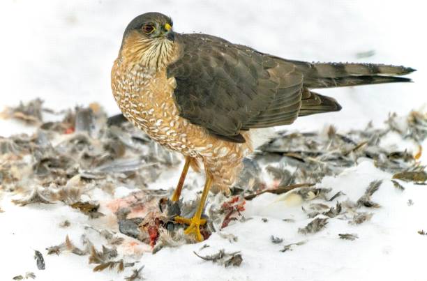 Sharp-shinned hawk (Accipiter striatus) with its prey The sharp-shinned hawk (Accipiter striatus) with its prey accipiter striatus stock pictures, royalty-free photos & images