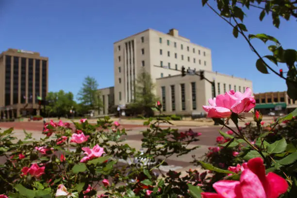 The pink Roses in front of Smith County Courthouse in Downtown Tyler