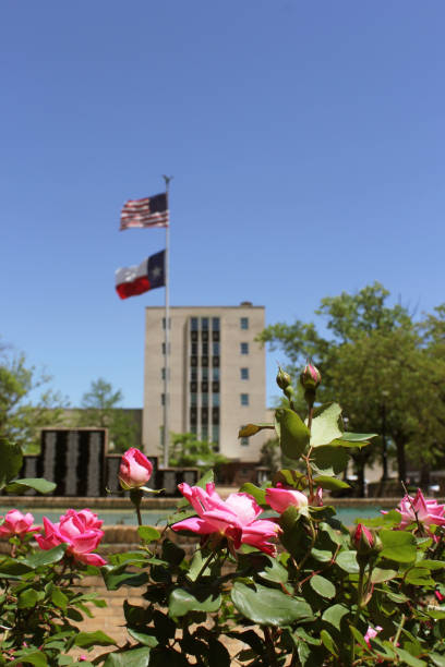 Vertical shot of pink Roses in front of Smith County Courthouse in Downtown Tyler A vertical shot of pink Roses in front of Smith County Courthouse in Downtown Tyler tyler texas photos stock pictures, royalty-free photos & images