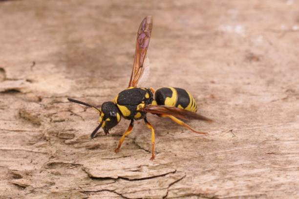 istock Closeup on a colorful yellow and black potter wasp, Euodynerus d 1463713740