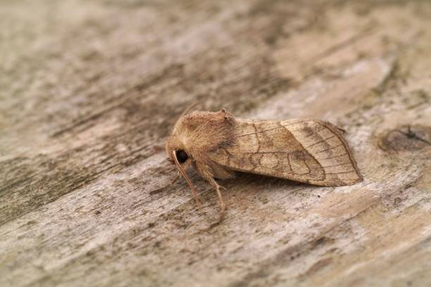 istock Closeup on a lightbrown rosy rustic potato skin borer owlet moth ,Hydraecia micacea sitting on wood 1463713755