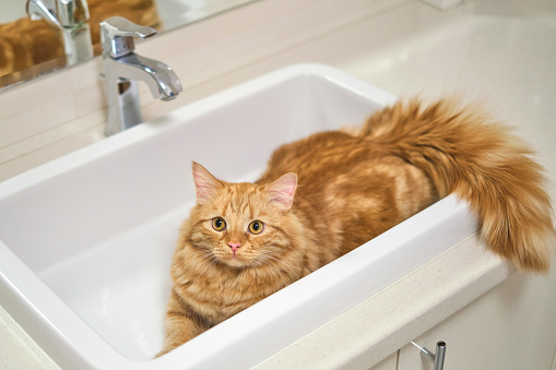 Ginger tabby cat is in the sink. Pet in the bathroom. Cat in a white sink