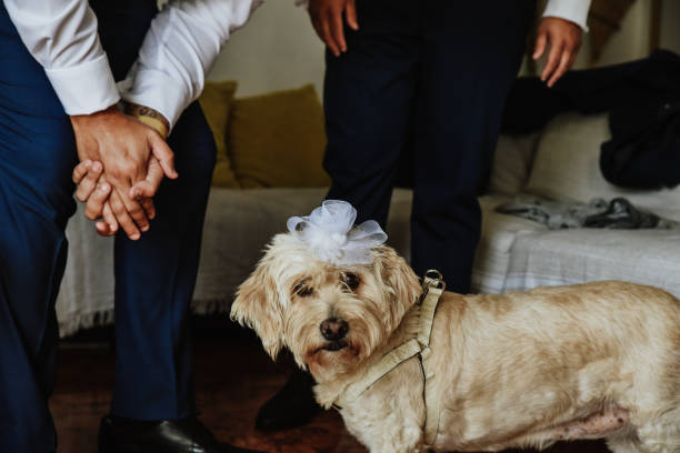 istock Boy putting a head decoration on his dog 1463714180