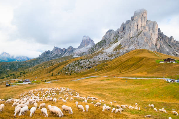 istock Flocks of sheep run looking for place to graze on mountain 1463714623
