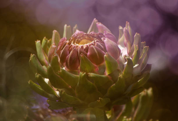 A blooming purple Artichoke in a garden