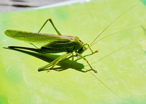 A closeup of a common green grasshopper (Omocestus viridulus) on a green leaf