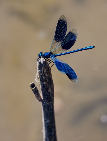 A vertical closeup of a Beauty brilliant (Calopteryx splendens) on a wooden stick on blurry background