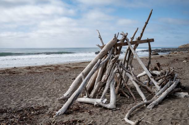 istock Pile of driftwood on the beach 1463715179