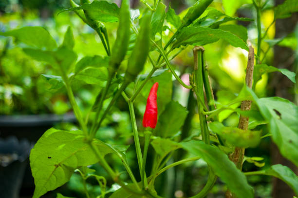 istock Green and ren thai chili 1463715435