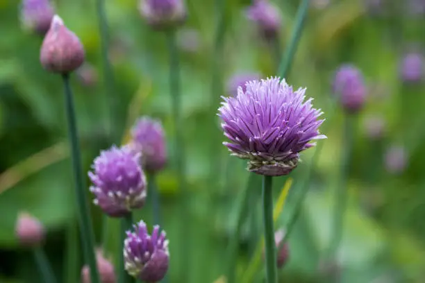 Purple chive blossom heads on stems in outdoor setting in bright sunshine