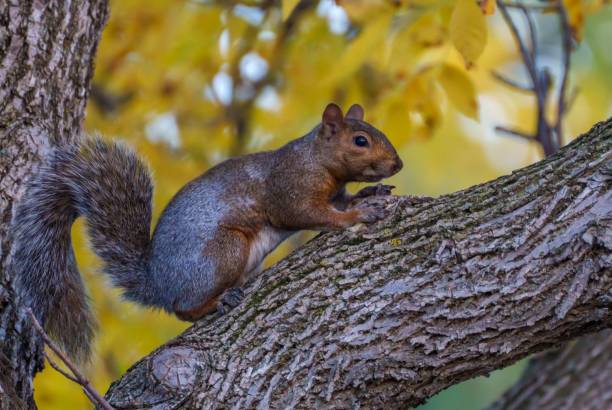 istock Small fox squirrel on the tree branch in the forest 1463715645