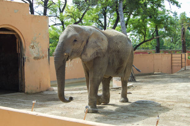 istock Big Indian elephant in the zoo during the daytime 1463715801