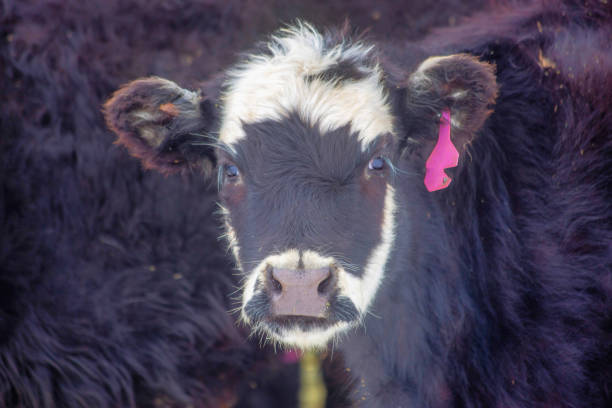 istock Selective focus shot of a fluffy cow 1463715870