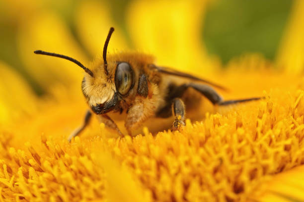 istock Closeup of a male Willughby's leaf-cutter bee, megachile willughbiella on a flower 1463717599