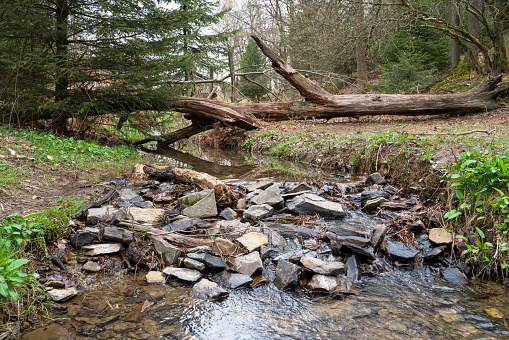 Assembled rocks stumble a small stream with huge branches falling