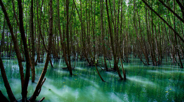 floresta de mangue no parque nacional de chumphon tailândia - chumphon - fotografias e filmes do acervo