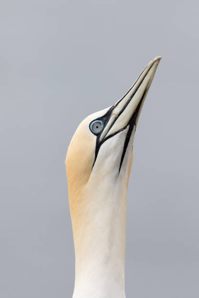 istock A gannet on Heligoland stretches its neck up. 1463721173