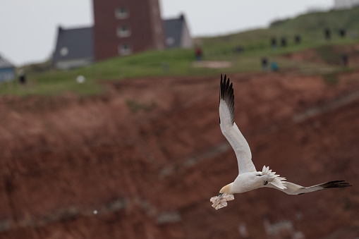 A flying northern gannet carries plastic garbage in its beak. The red rock of Heligoland can be seen in the background.