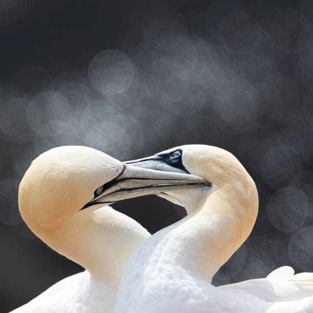 Two northern gannets sit opposite each other and bill each other. They form a heart with their head and neck.