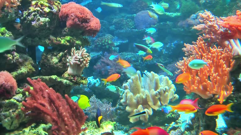 Los mejores 400+ vídeos de Acuario · Banco de Imágenes Gratis · Vídeos de archivo de Pexels Los mejores 400+ vídeos de Acuario · Banco de Imágenes Gratis · Vídeos de archivo de Pexels