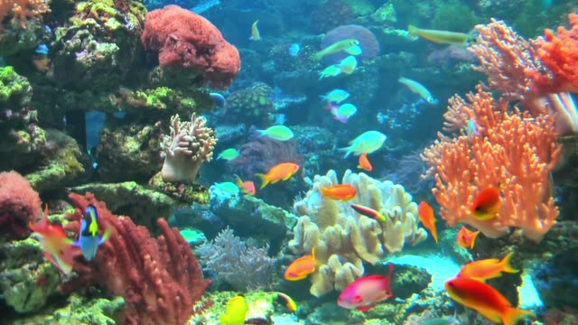 Coral colony on the reef
