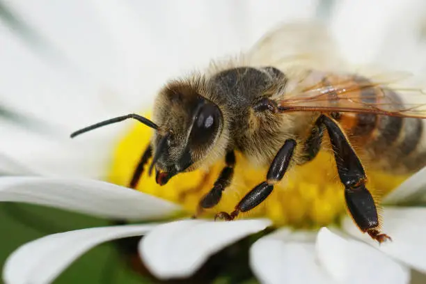 A macro shot of European honey bee - Apis melifera sipping nectar from an Oxeye daisy L