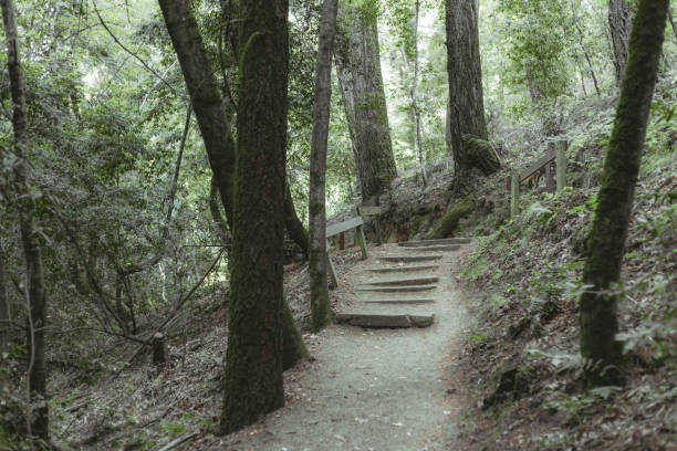 istock Small old bridge in a forest covered in greenery in the daylight 1463722313