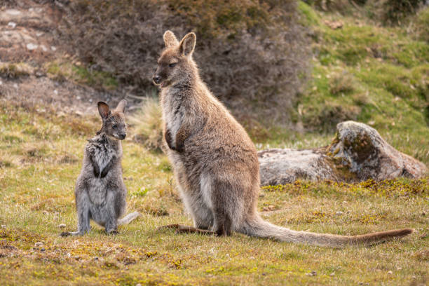 bellissimo scatto di wallaby e joey al ben lomond national park, tasmania, australia. - wallaby kangaroo joey tasmania foto e immagini stock