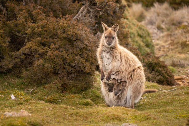 piękne ujęcie wallaby i joey w parku narodowym ben lomond, tasmania, australia. - wallaby kangaroo joey tasmania zdjęcia i obrazy z banku zdjęć