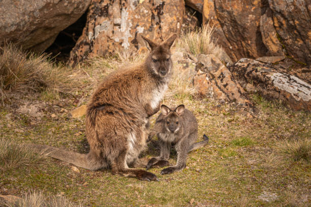 piękne ujęcie wallaby i joey w parku narodowym ben lomond, tasmania, australia. - wallaby kangaroo joey tasmania zdjęcia i obrazy z banku zdjęć