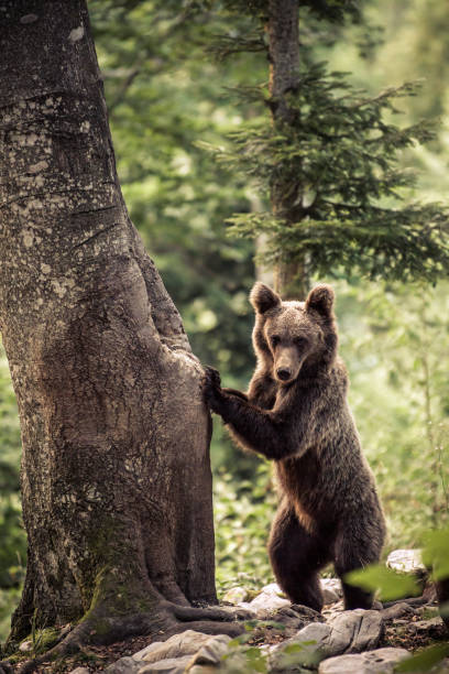 istock Vertical shot of a brown bear standing by a tree trunk in the forest 1463722528