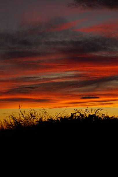 istock Silhouette of grass on the meadow on a dramatic sunset 1463722629