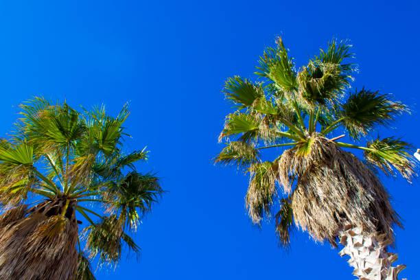istock Palm Tree Background. Blue Sky and Palm Trees View From Below, Tropical beach and Summer Background, Travel Concept 1463723373