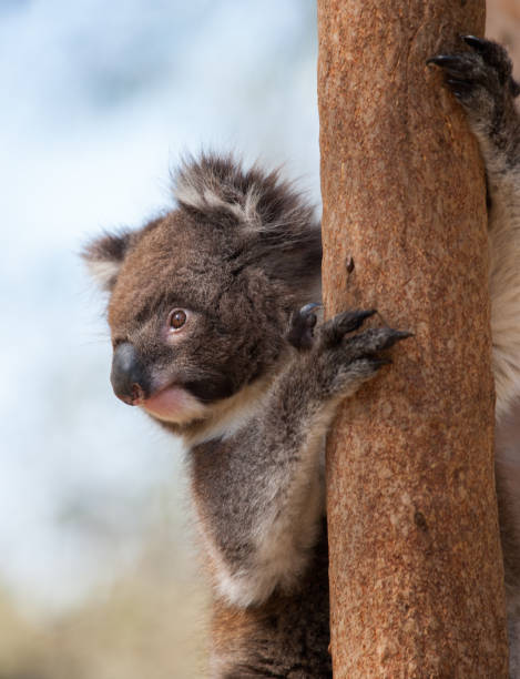 istock Vertical shot of a koala on a tree under the sunlight with a blurry background 1463723497