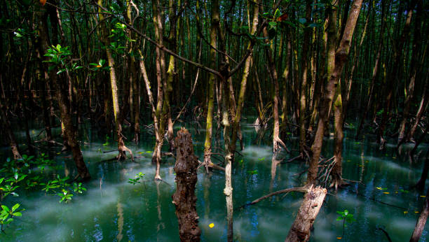 istock Mangrove forest in Chumphon National Park Thailand 1463723824