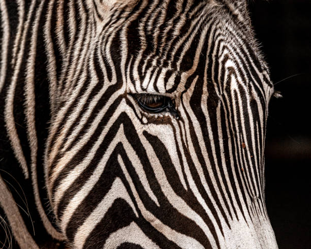 istock Closeup shot of the zebra's head. 1463724122
