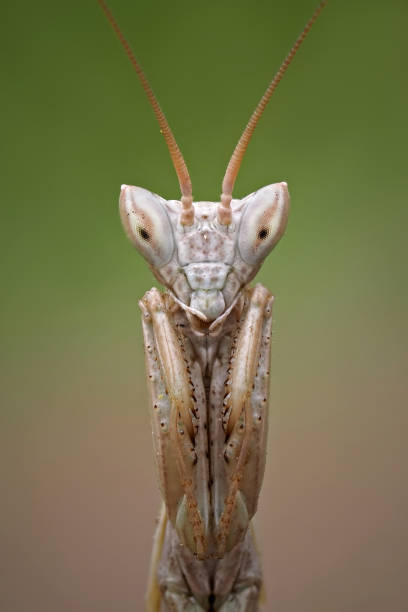 istock Vertical closeup of a mantis. 1463724839