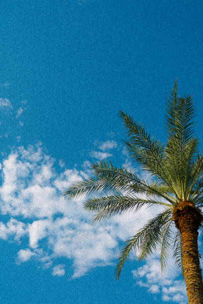 istock Low angle shot of a palm tree under a blue sky with clouds 1463726885