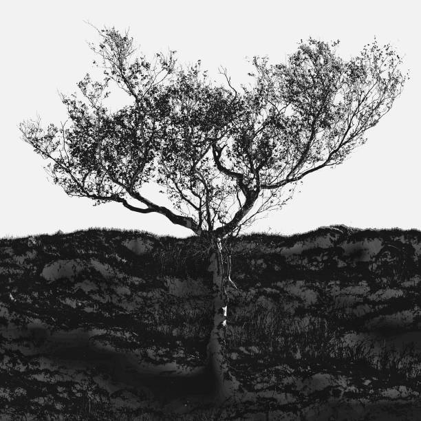 istock Grayscale shot of a bare tree in the field 1463728532