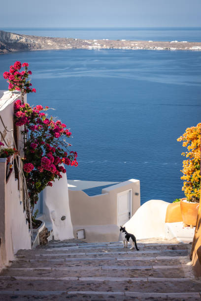 istock Colourful flowers along the walking path in Santorini 1463729865