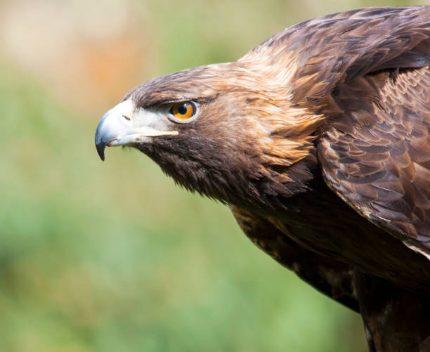 istock Selective focus shot of a golden eagle outdoor 1463729914