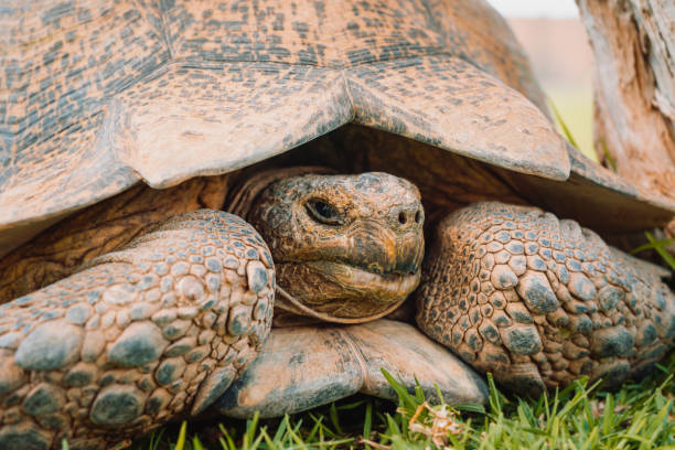 istock Closeup shot of a gopher tortoise in the wilderness 1463732832