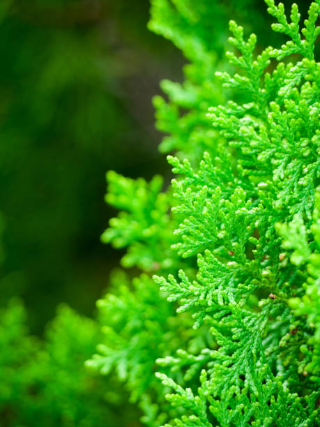 istock Vertical closeup shot of a thuja 1463734323