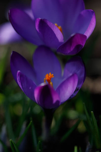istock Vertical shot of bright flowers 1463735145