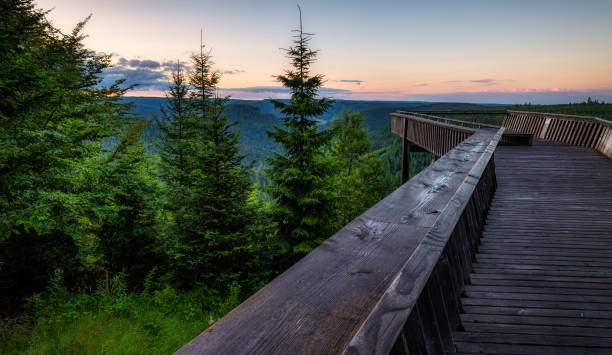 A wooden platform in greenery on the sunset